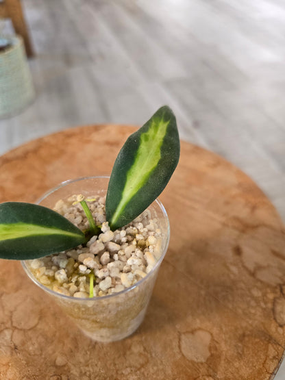 Hoya DS 70 variegata (JP)