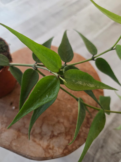 Hoya sp. Vietnam (Polyneura Complex)