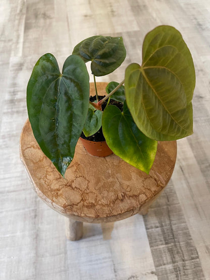 Anthurium papillilaminum x Dressleri (S1)