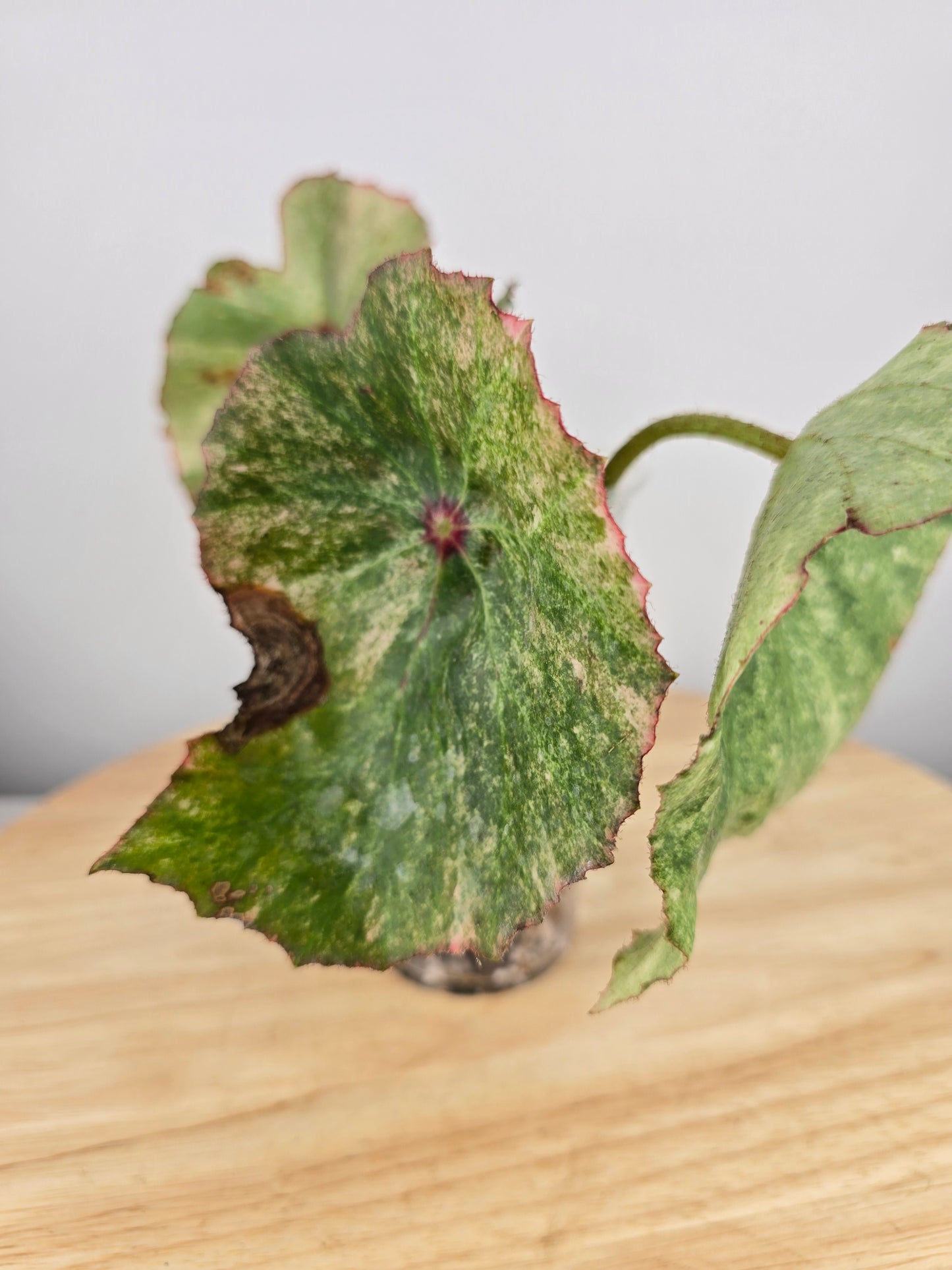 Begonia Rouge variegata (JP)