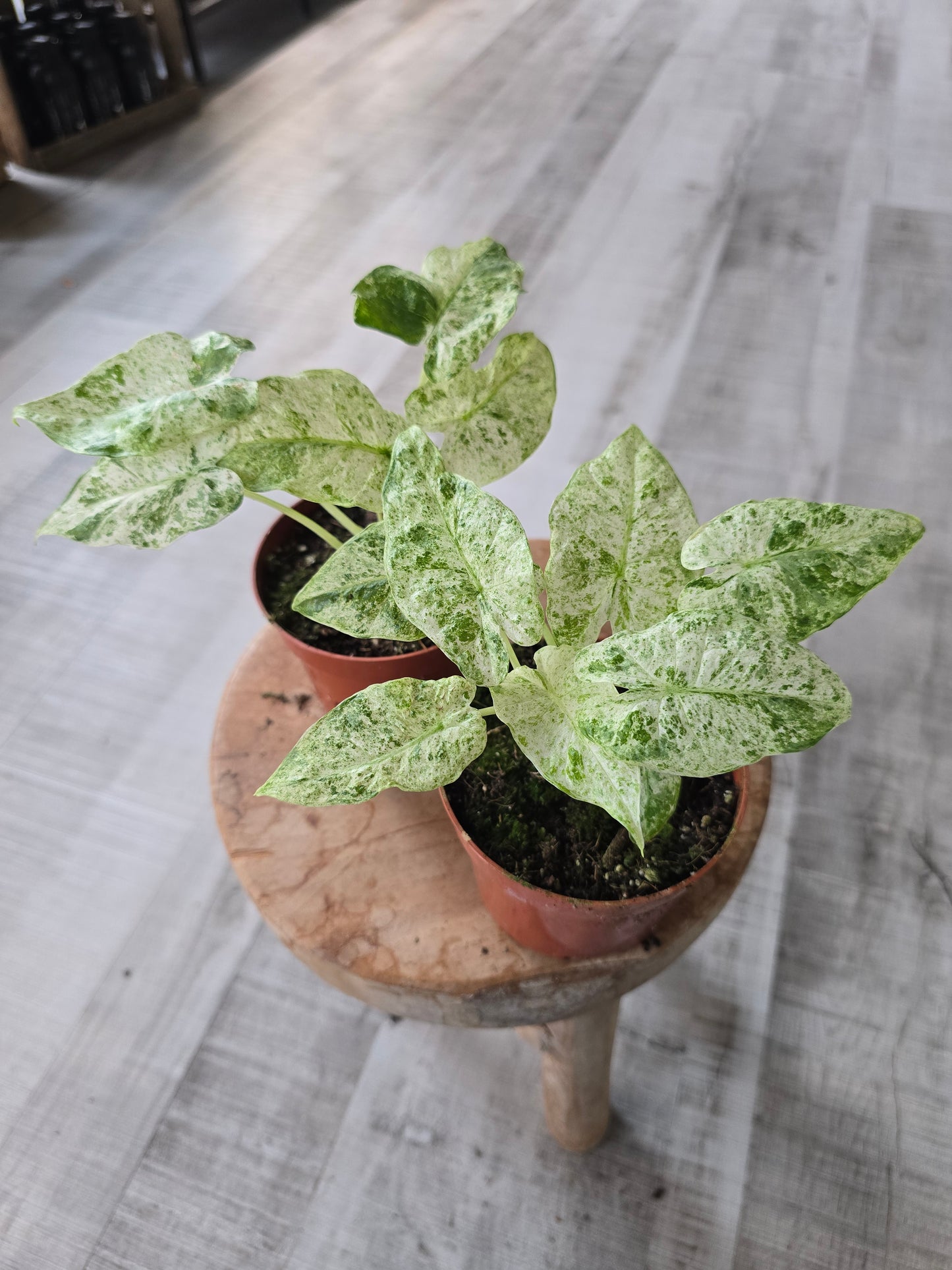 Alocasia odora 'Batik Variegata'