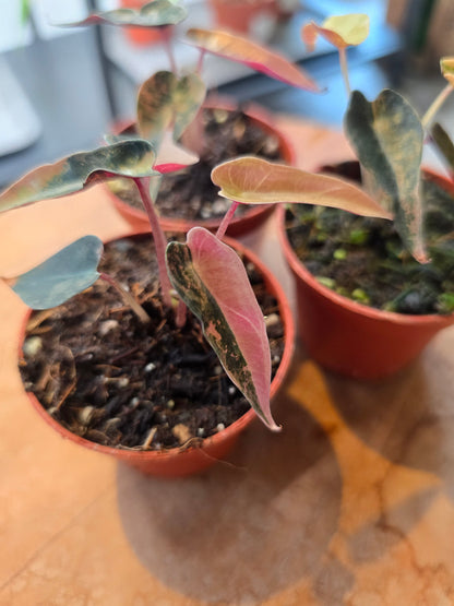 Alocasia Bambino Aurea