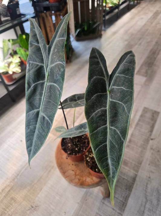 Alocasia Longiloba 'silver'