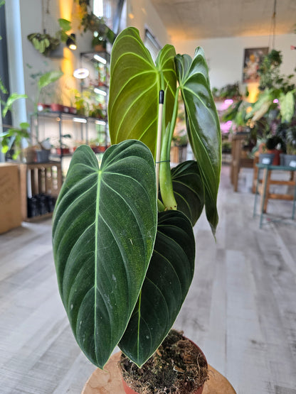 Philodendron Melanochrysum