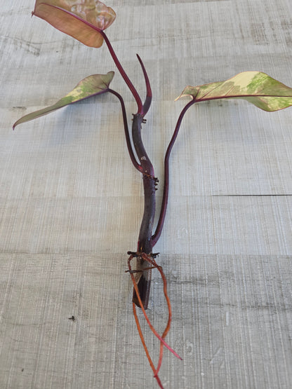 Philodendron Strawberry Shake Cutting 2