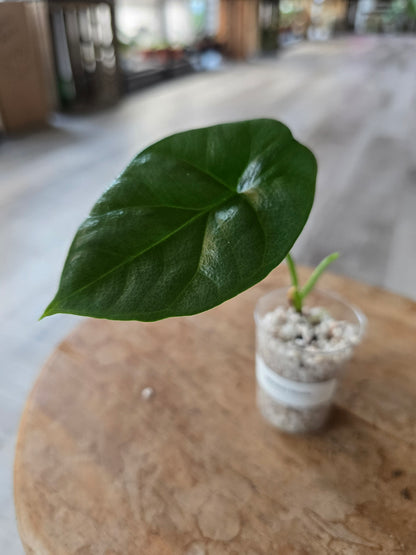 Alocasia Sinuata (JP)