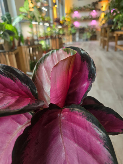 Calathea Roseopicta