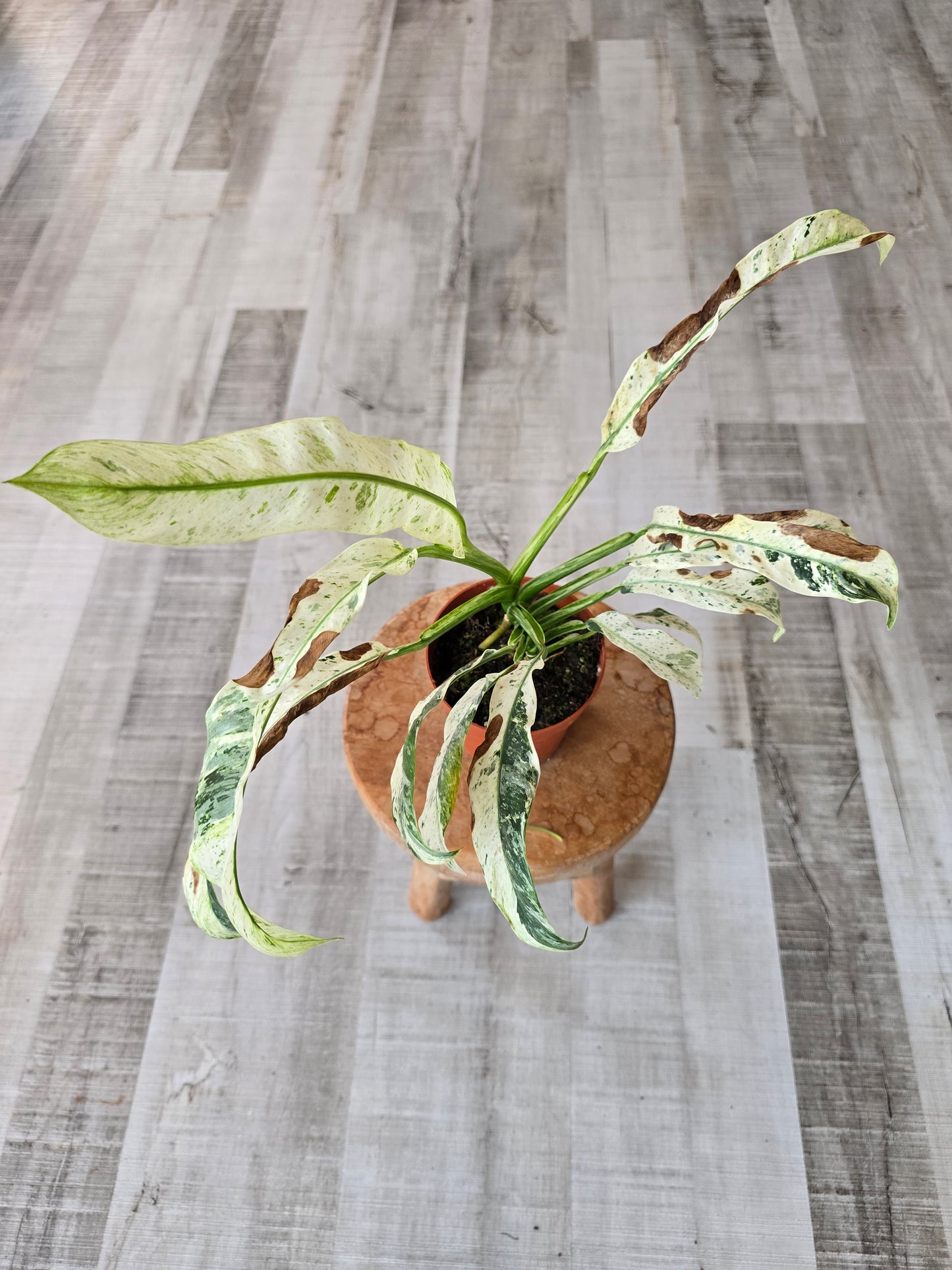 Rhaphidophora puberula variegata (SC1)