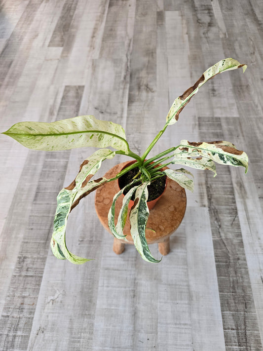 Rhaphidophora puberula variegata (SC1)