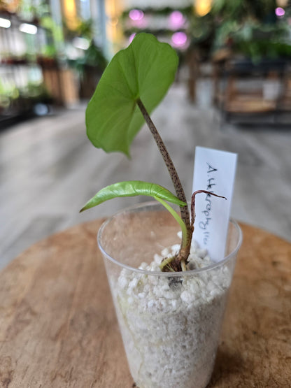 Alocasia Heterophylla (JP)