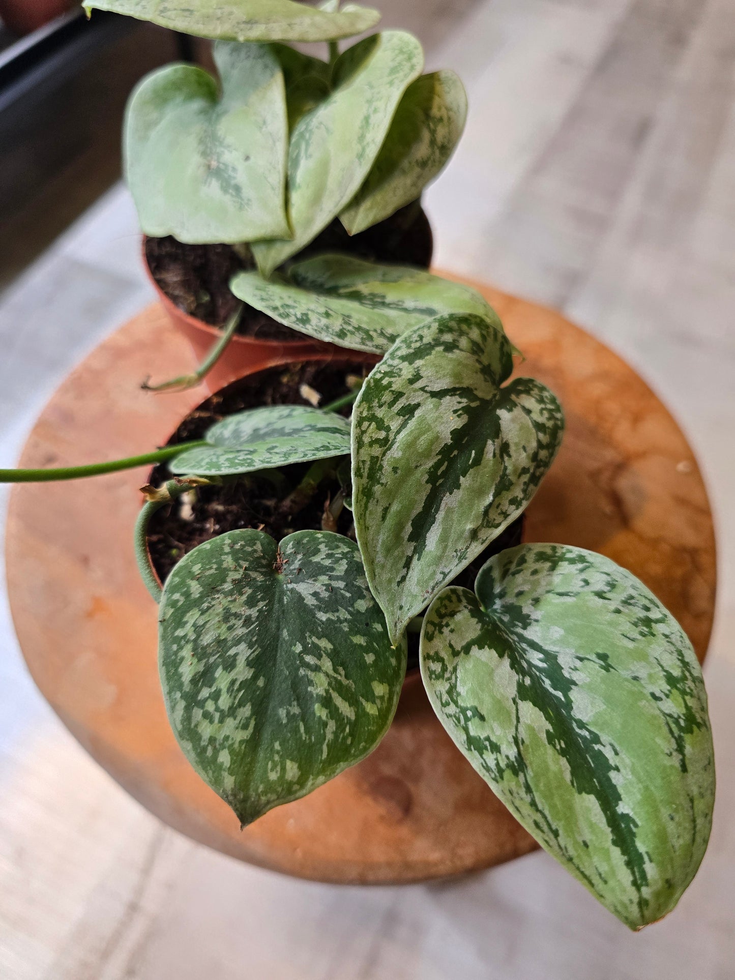 Scindapsus sp Kalimantan Tricolor