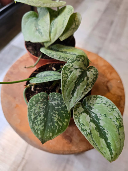 Scindapsus sp Kalimantan Tricolor