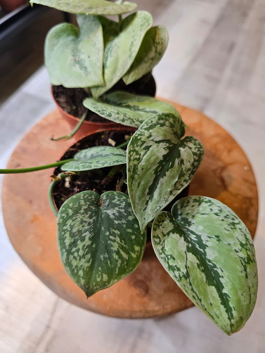 Scindapsus sp Kalimantan Tricolor