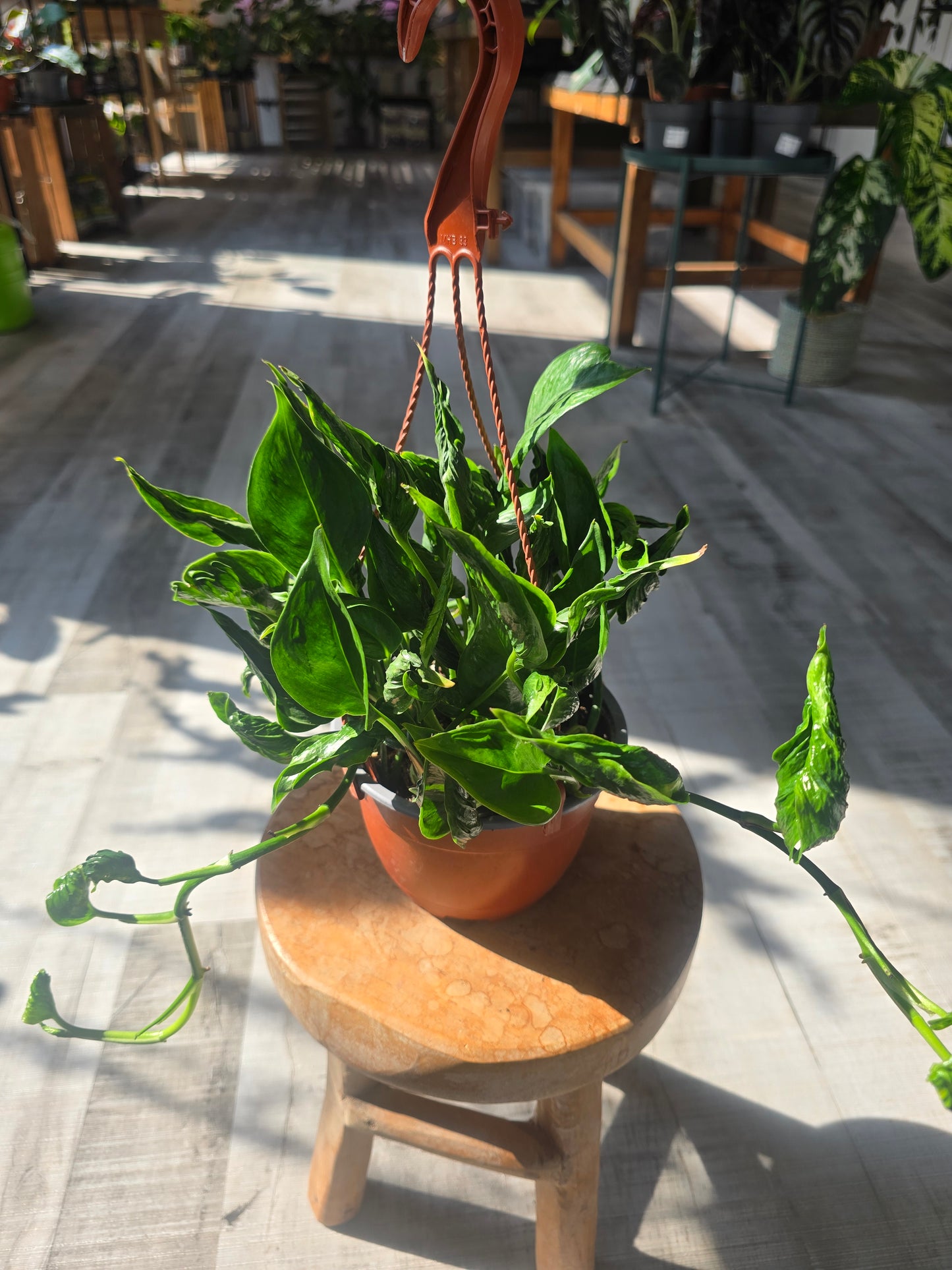 Epipremnum aureum Shangri La