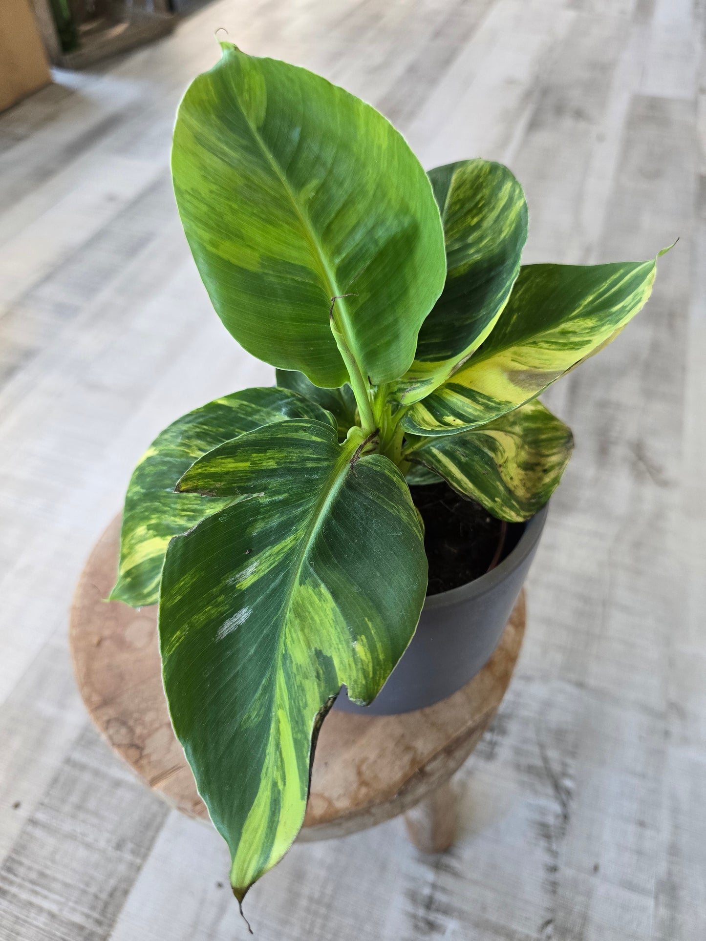 Musa Aurea