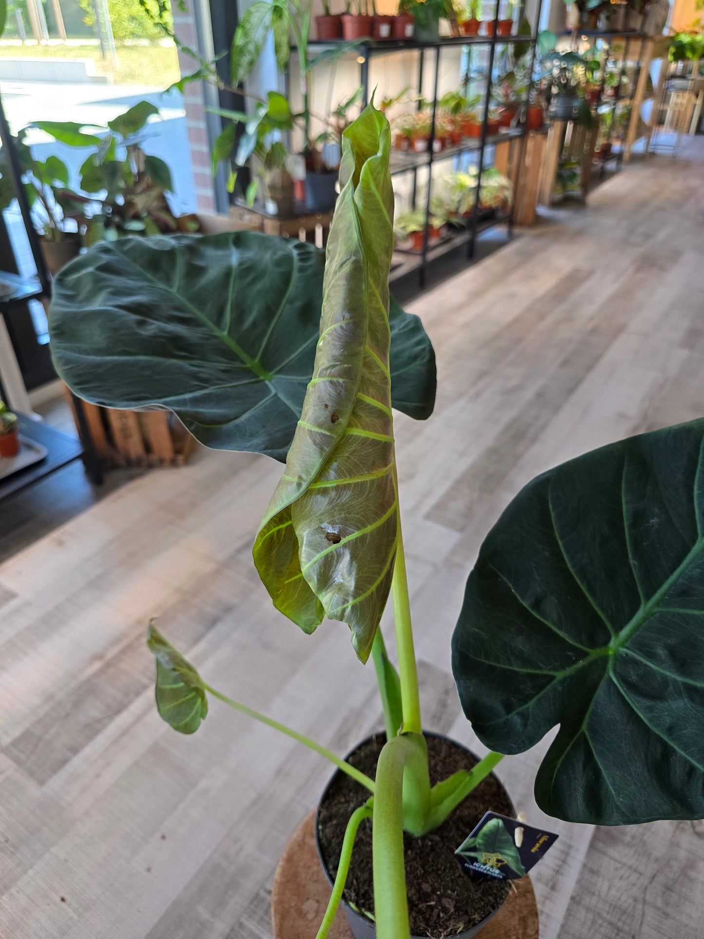 Alocasia Regal Shield