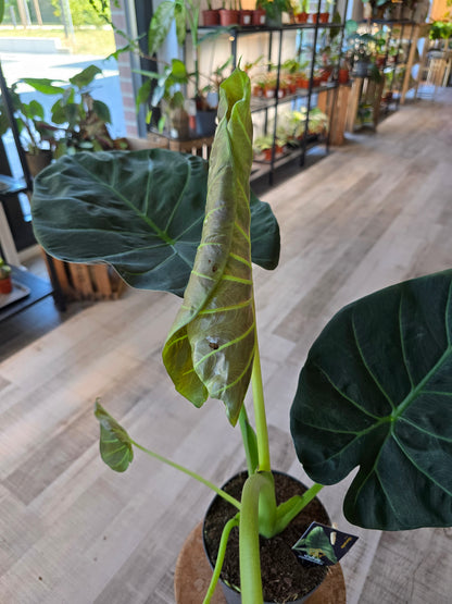 Alocasia Regal Shield