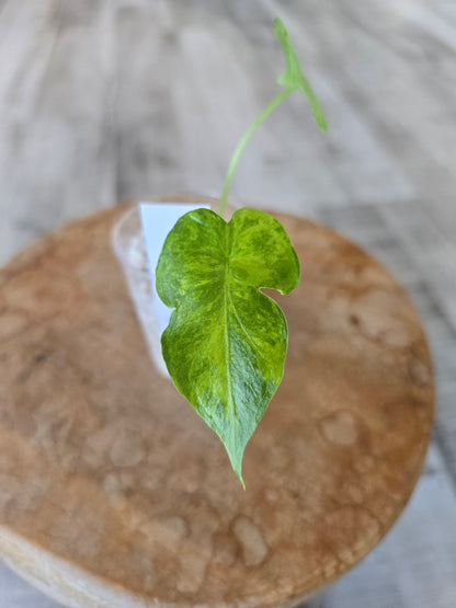 Alocasia Macrorrhiza aurea variegata (JP)