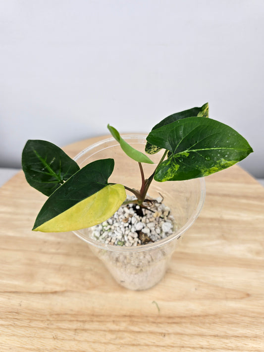 Syngonium aurea (JP)