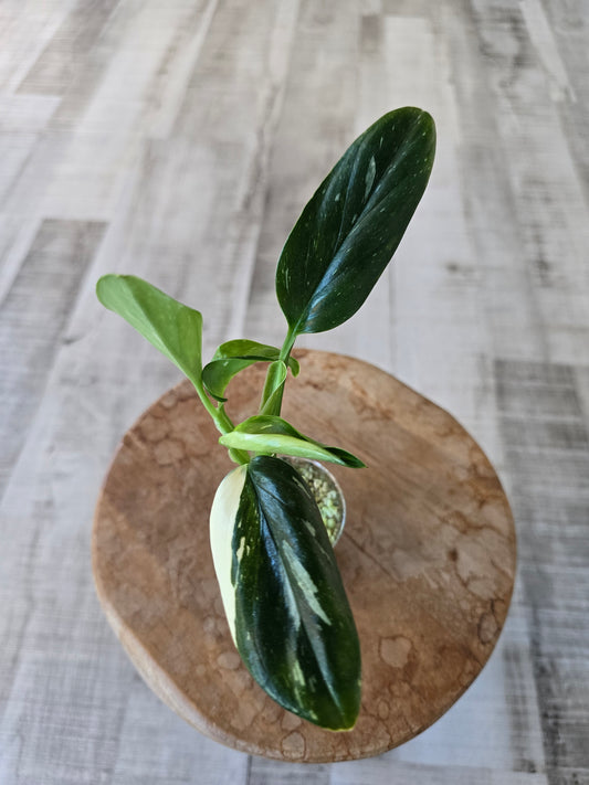 Monstera standleyana (Philodendron Cobra) (RC)