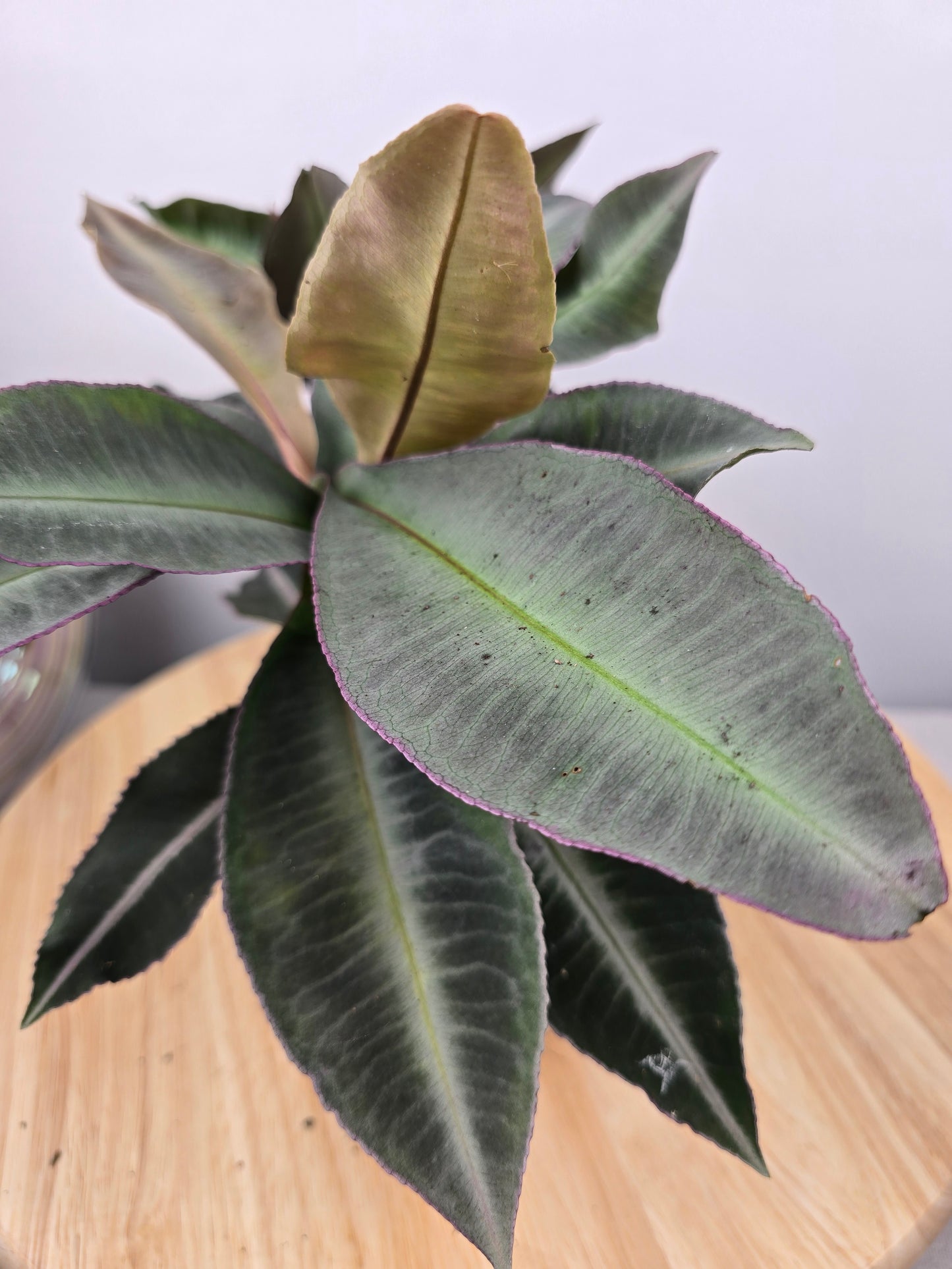 Labisia pumila