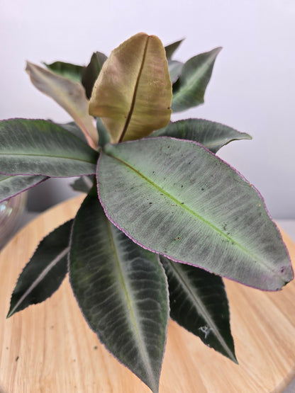 Labisia pumila