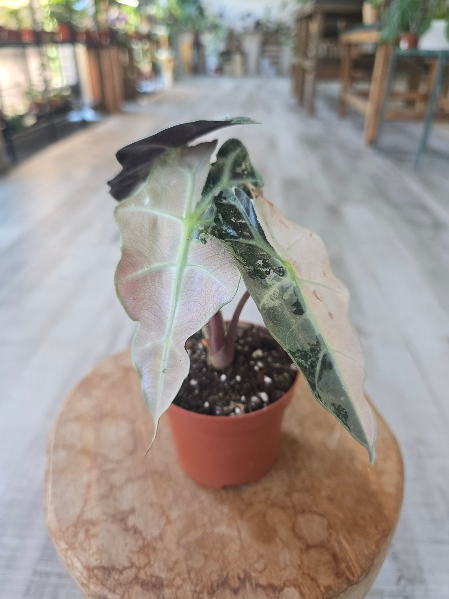 Alocasia Polly 'pink variegata'