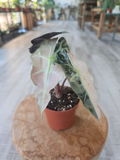 Alocasia Polly 'pink variegata'