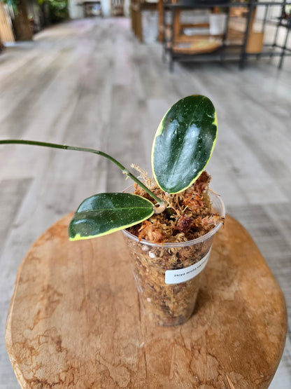 Hoya acuta variegata (RC)