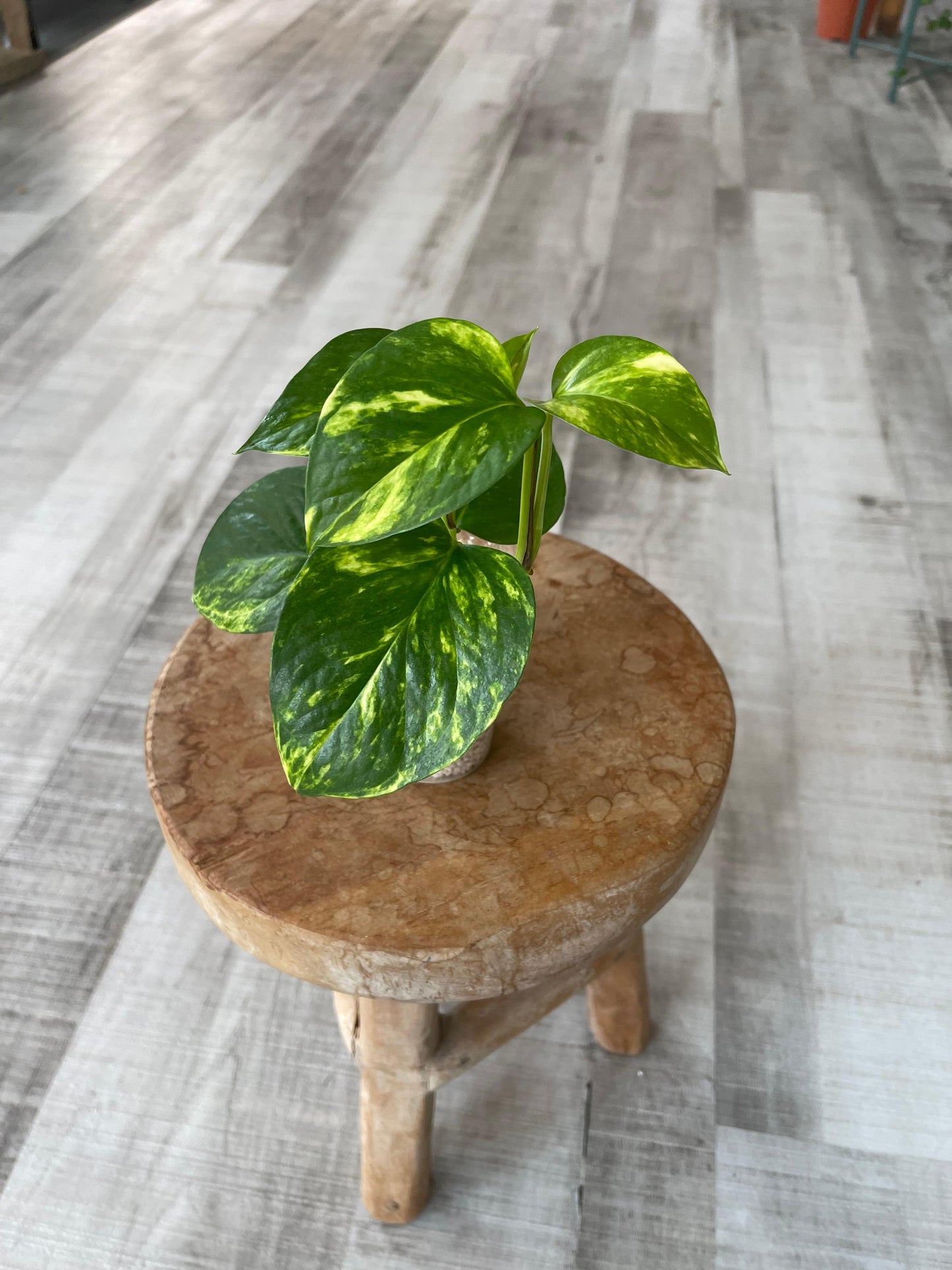 Epipremnum Hawaiian (RC)