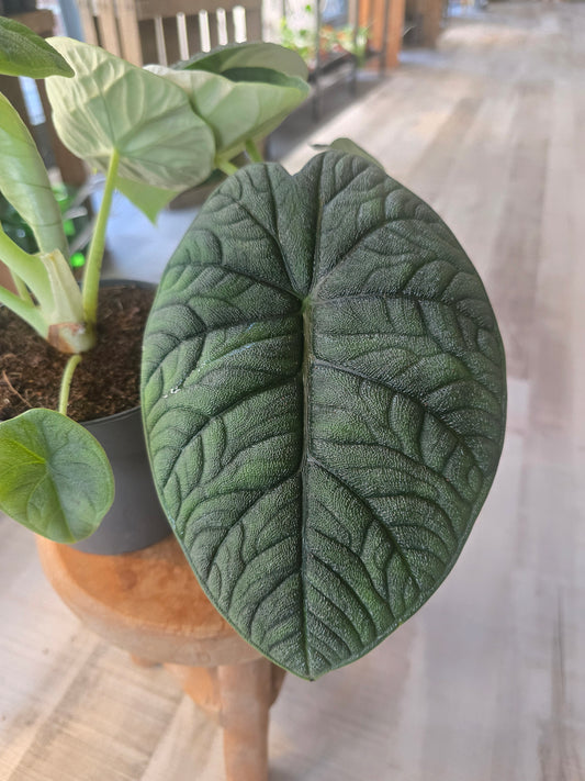 Alocasia melo