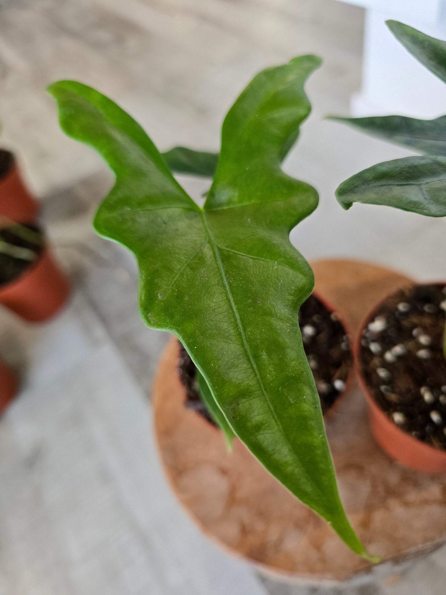 Alocasia nycteris 'Bat Wing'