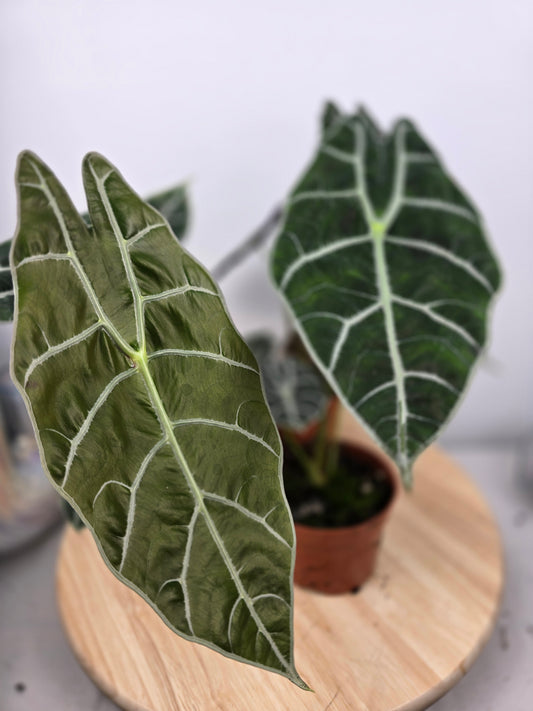 Alocasia 'Watsoniana Big Form'