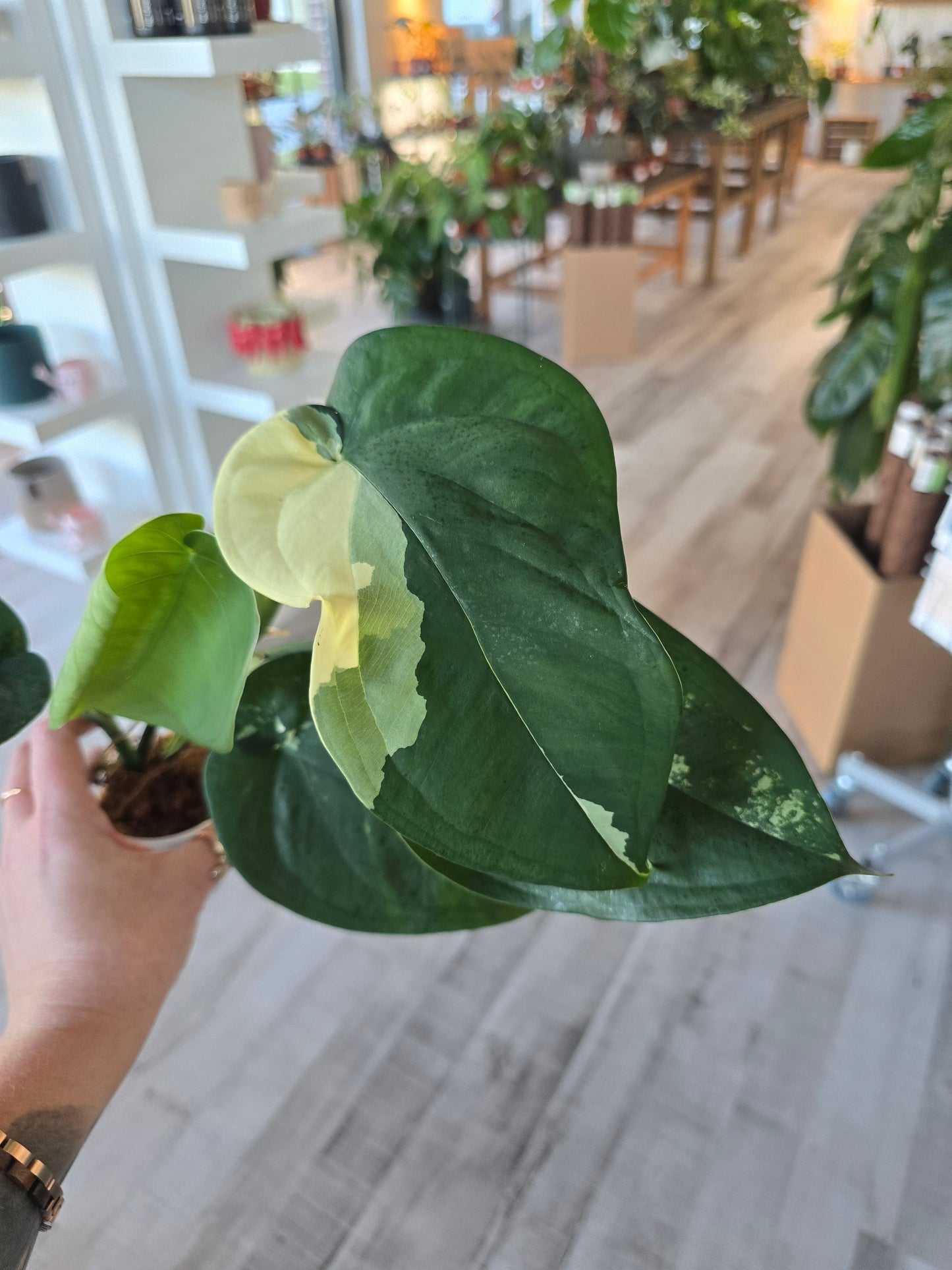 Syngonium Chiapense variegata (JP1) – Blattmanufaktur