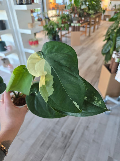 Syngonium chiapense variegata (JP1)