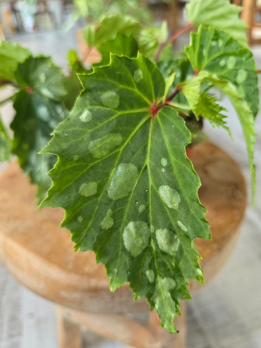 Begonia Mantuk