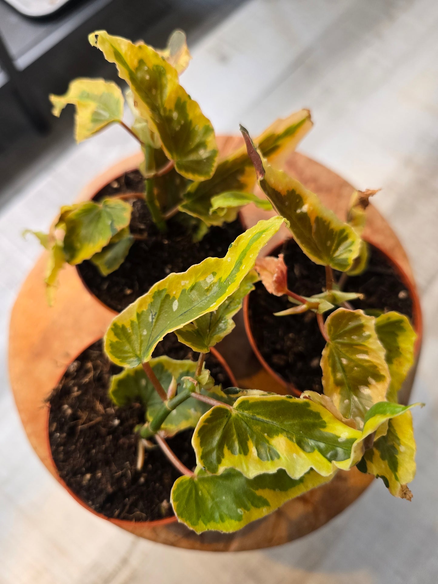 Begonia Dainty Spray Sport var