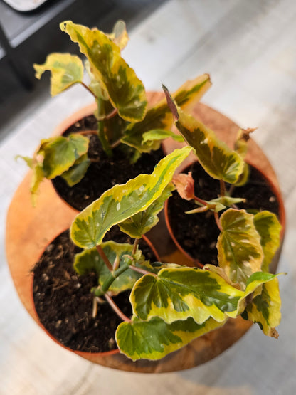 Begonia Dainty Spray Sport var