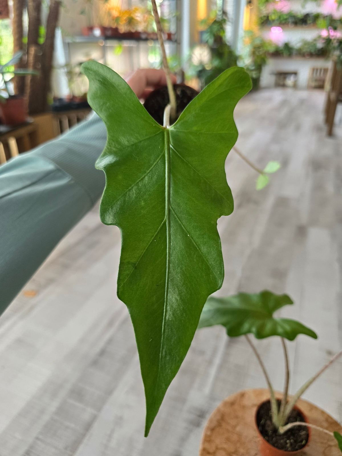 Alocasia Boa