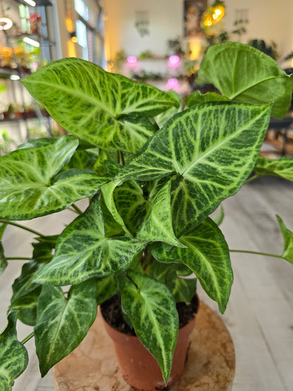 Syngonium Podophyllum 'Arrow'