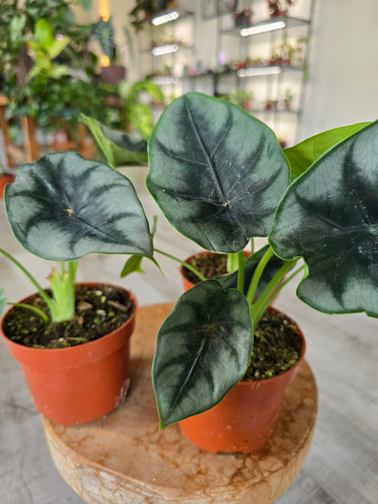 Alocasia reversa