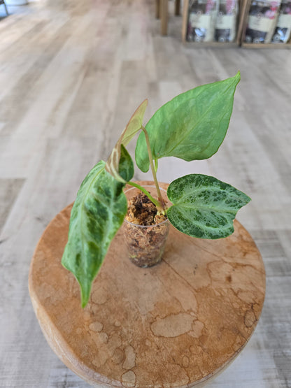 Anthurium Silver Blush Mint (JP)