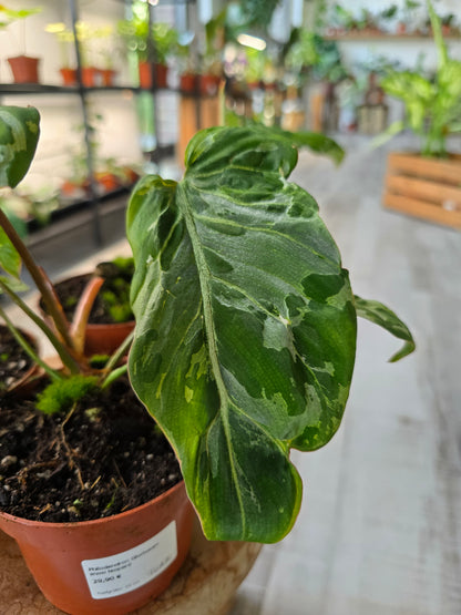 Philodendron Gloriosum Snow Leopard