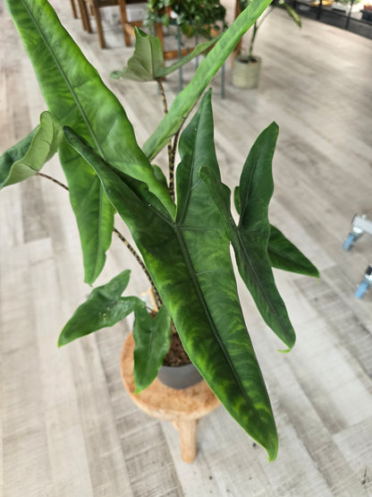 Alocasia Tigrina Superba