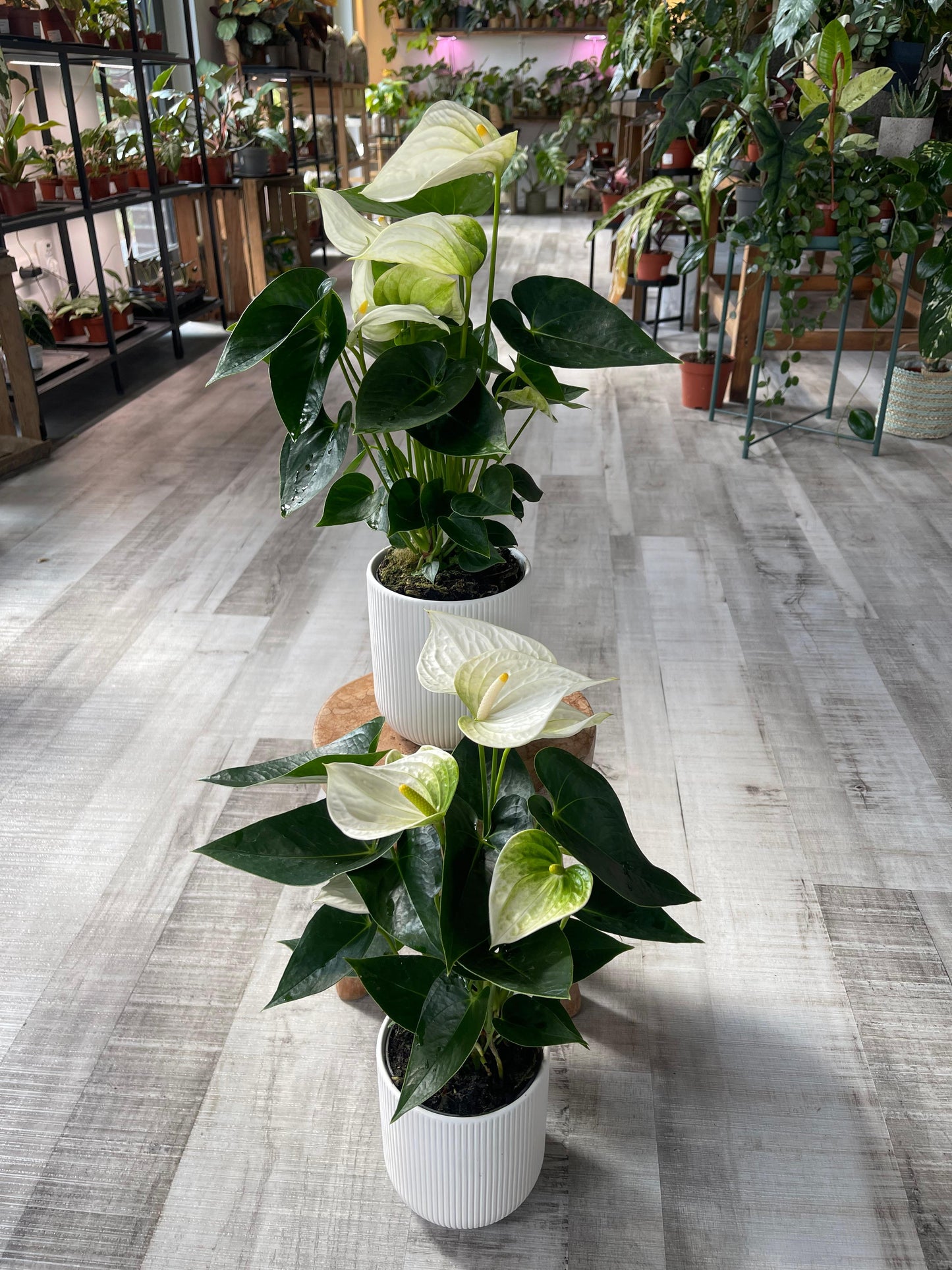 Anthurium Andreanum