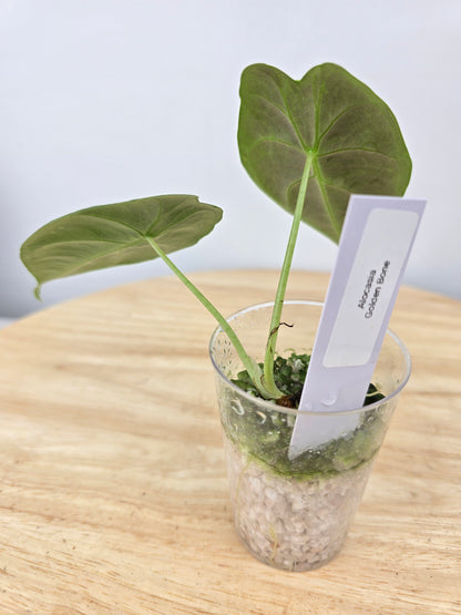 Alocasia Golden Bone (JP)