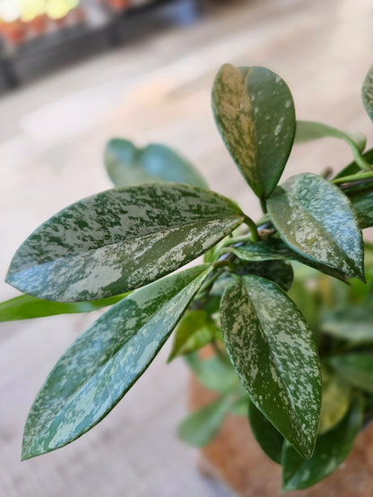 Hoya pubicalyx 'Silver Splash'