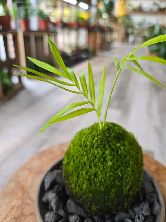 Bergpalme (Chamaedorea elegans) Kokedama