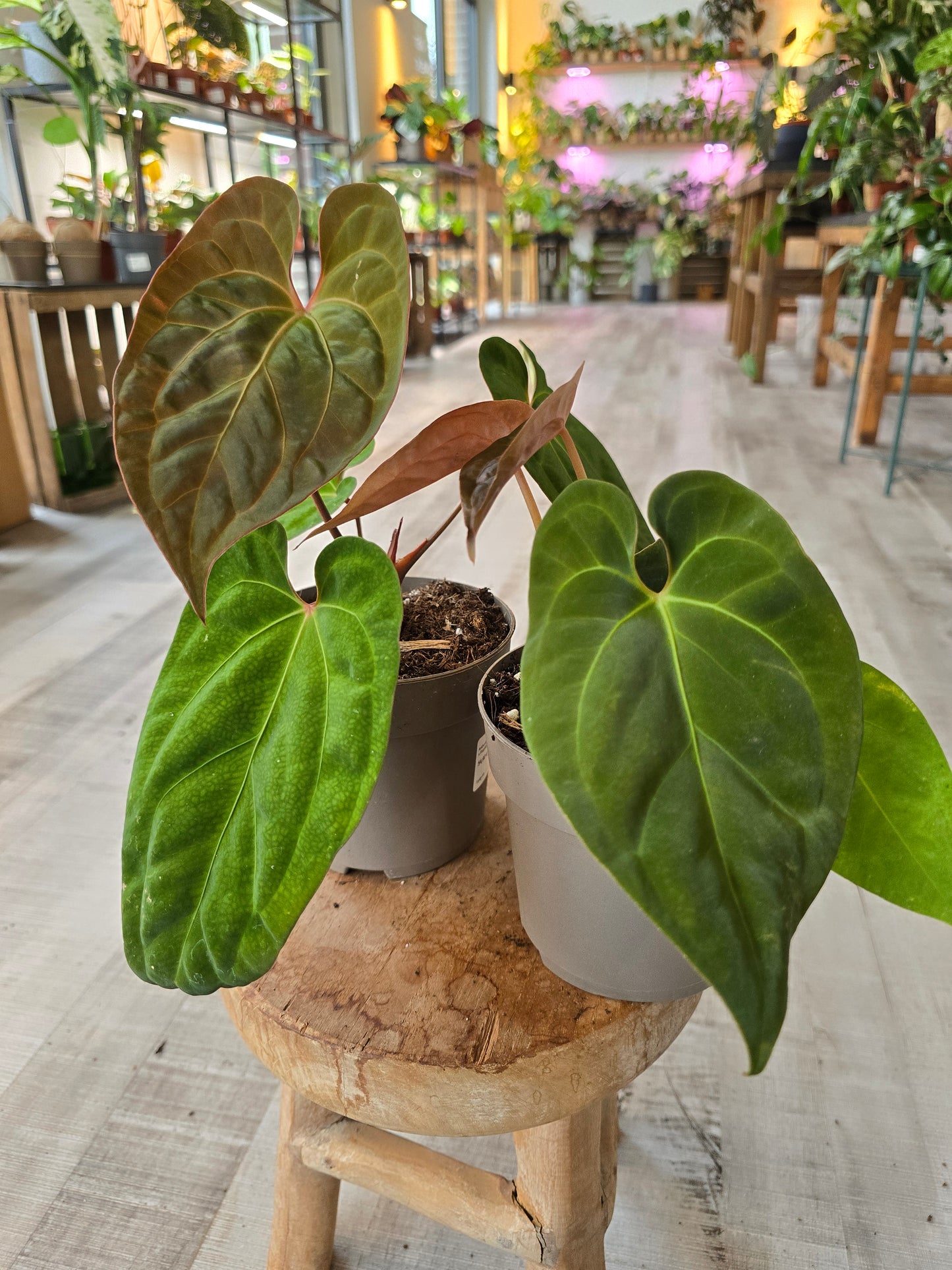 Anthurium King of Spades x Forgetti x Goliath