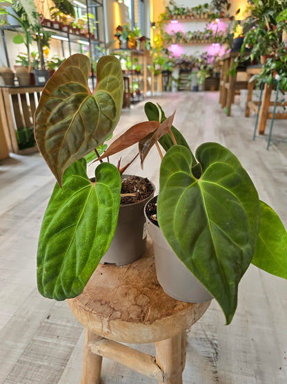 Anthurium King of Spades x Forgetti x Goliath